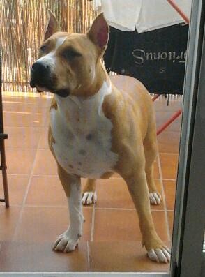 Esta en mi terraza dispuesta a que le lanze una pelota jejejeje